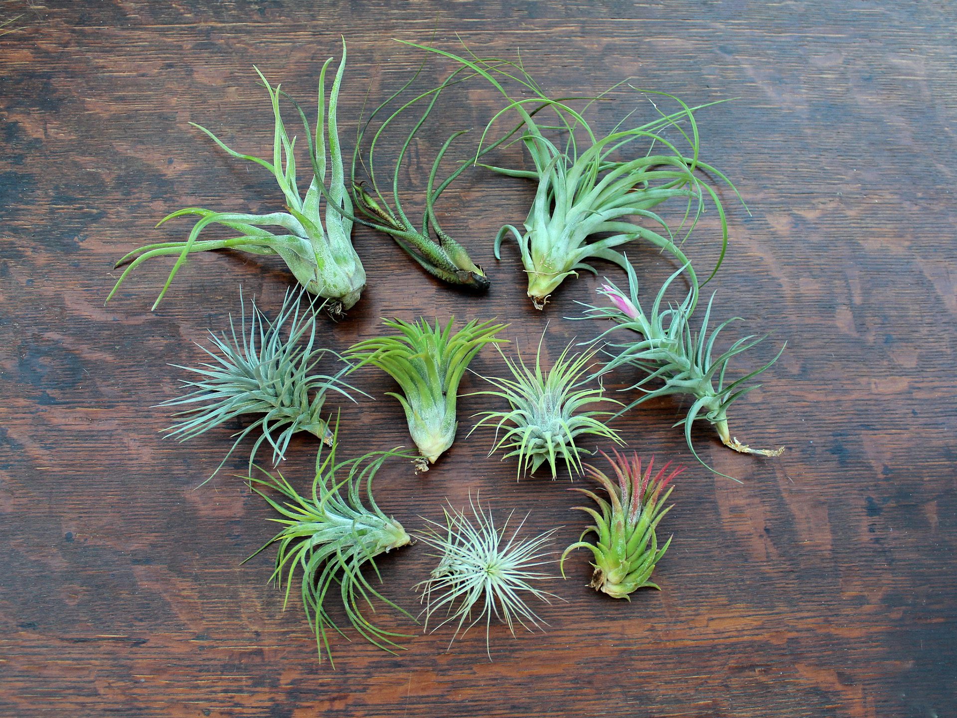 Airplants – Orchideeën —