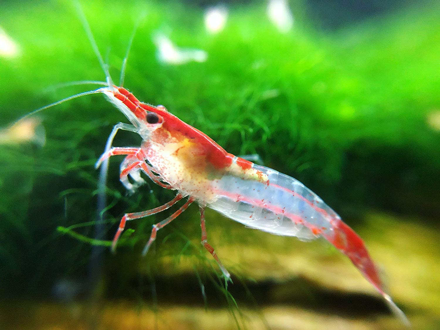 Лапки креветки. Креветка неокаридина Дикая. Neocaridina heteropoda. Креветка Lysmata amboinensis. Неокардина креветка рили.